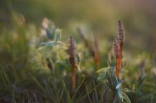 Equisetum arvense