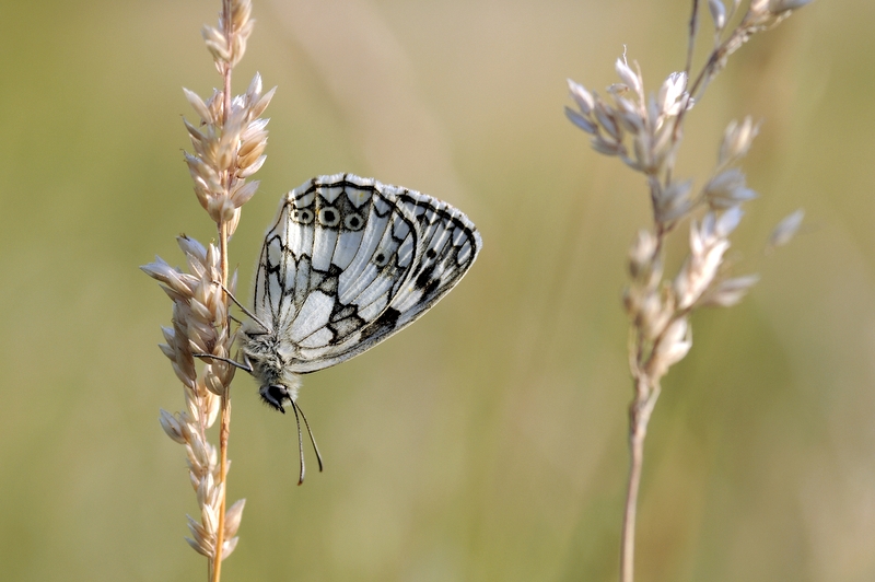 \"Motyl\"