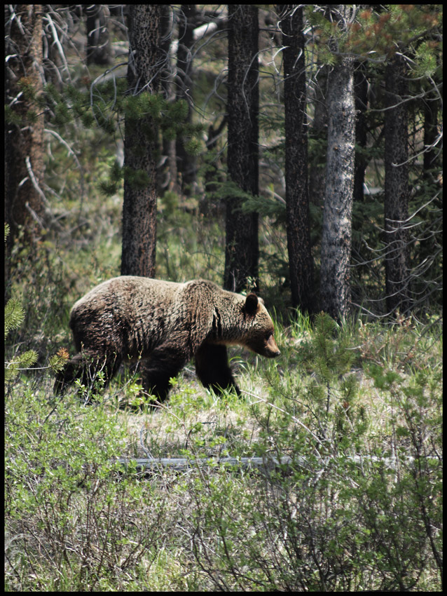 Grizzly Bear