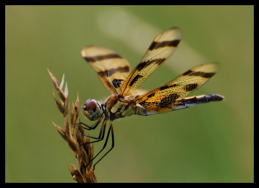 Halloween pennant