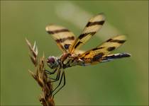 Halloween pennant