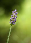 Lavender festival.