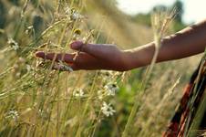 In the Wheat