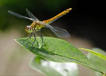 Dragonfly on Green Leaf