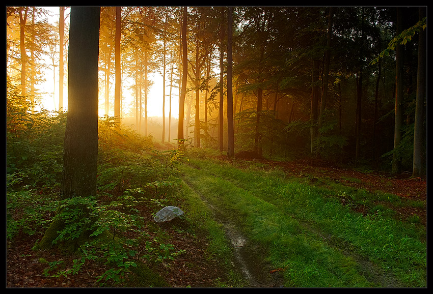 Misty Morning...