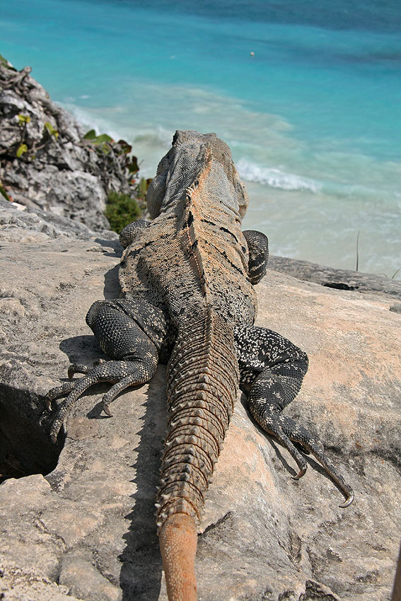 mieszkańcy Tulum