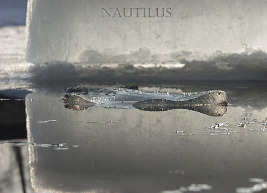 Nautilus