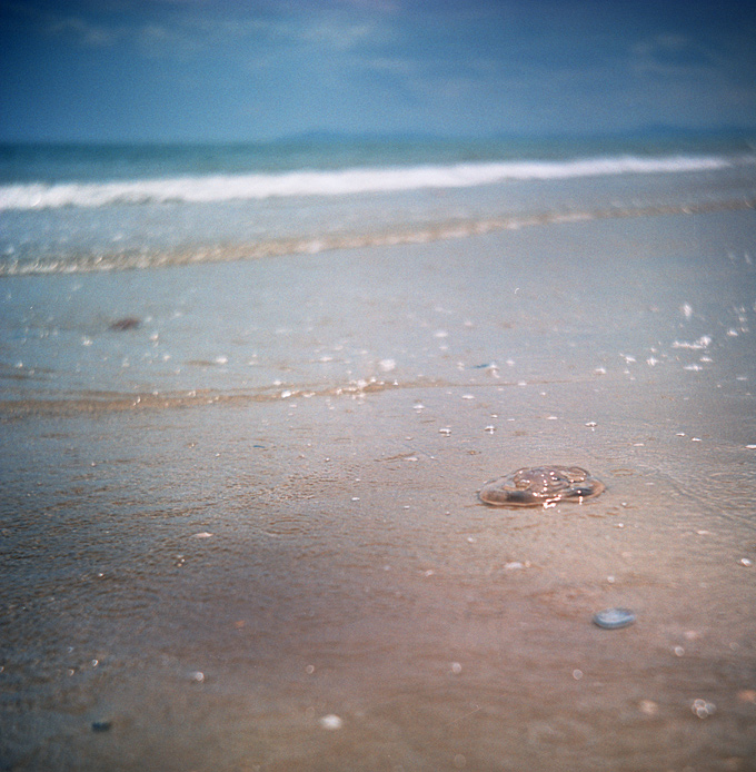 Jelly fish