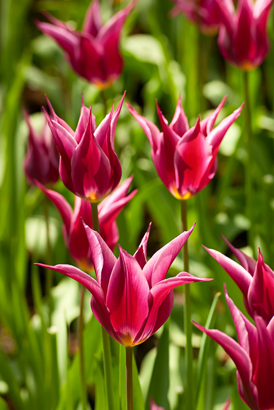 Tulipany