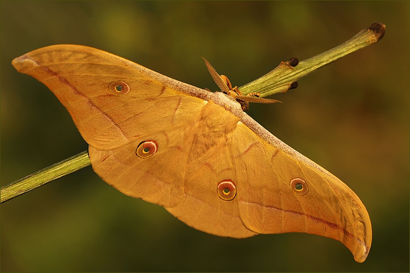 Jedwabnik japoński (Antheraea yamamai)