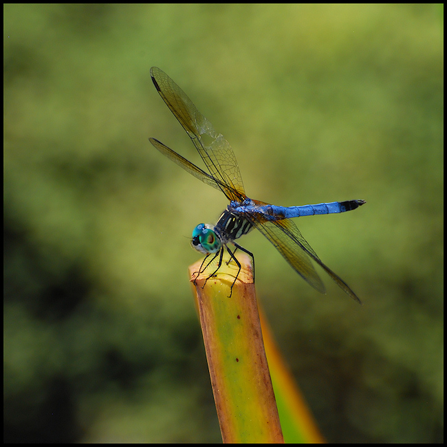 Erythemis simplicicollis