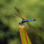 Erythemis simplicicollis