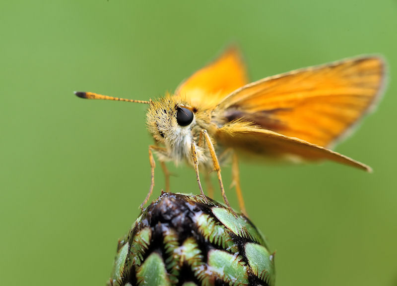 Thymelicus lineola