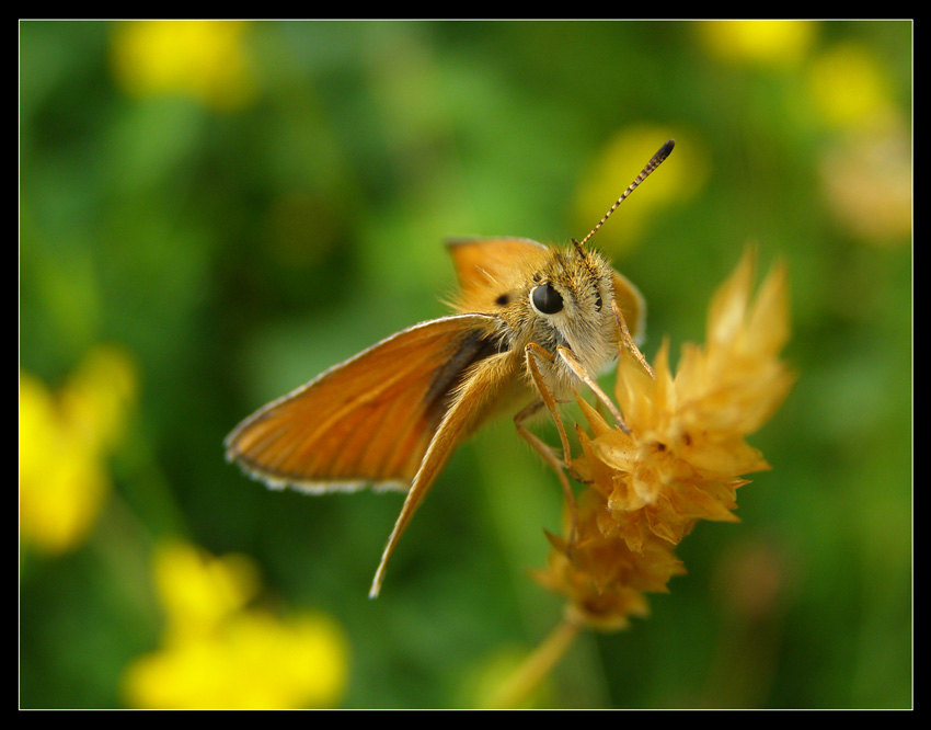 Motyl