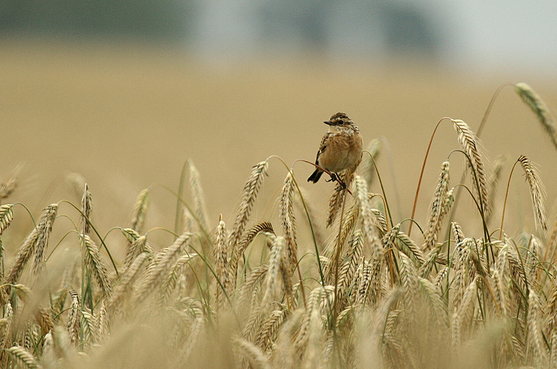 Piosenka na kłosie