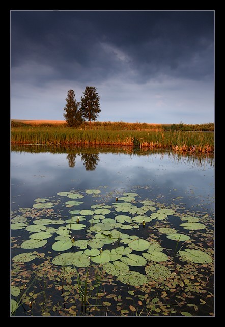 Poranek nad stawem