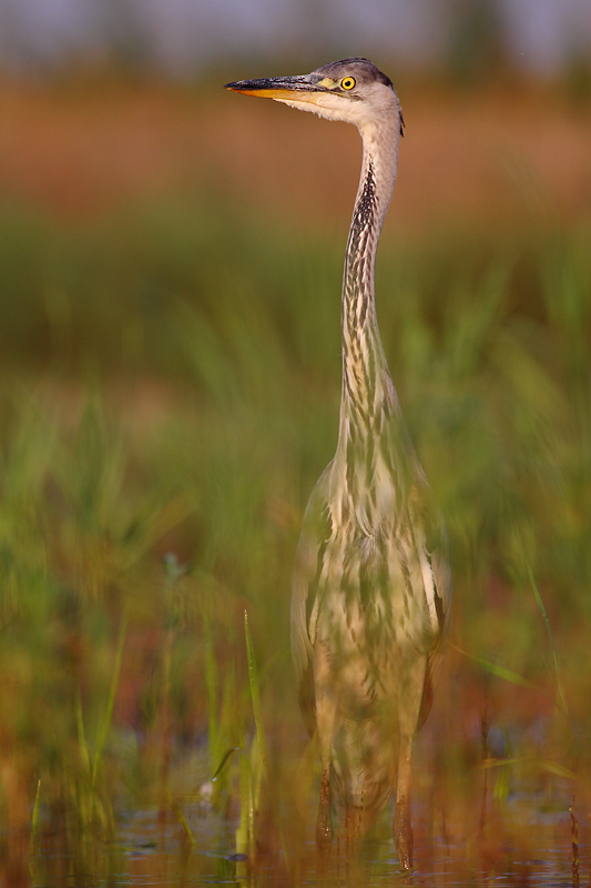 Siwa