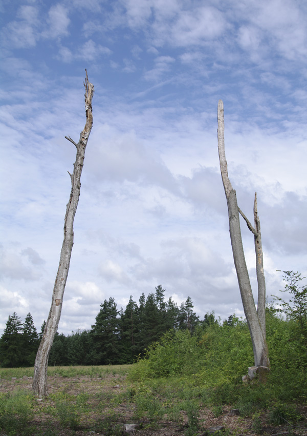 Dead Tree Portal