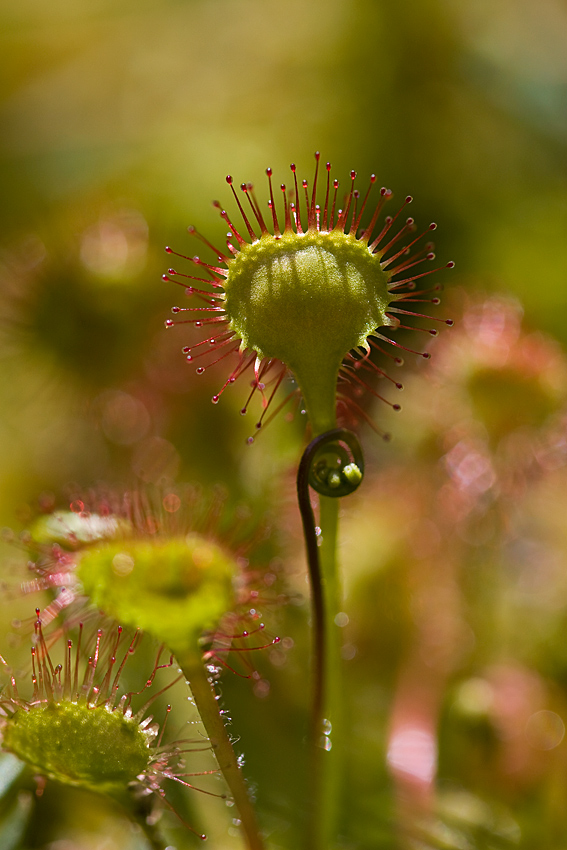 Rosiczka okrągłolistna  (Drosera rotundifolia)