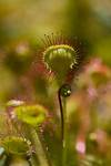 Rosiczka okrągłolistna  (Drosera rotundifolia)