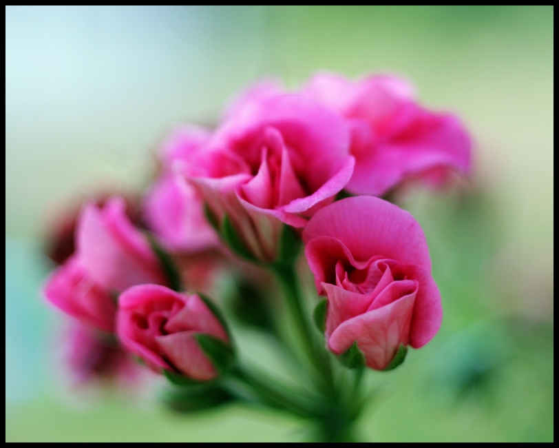 pelargonia