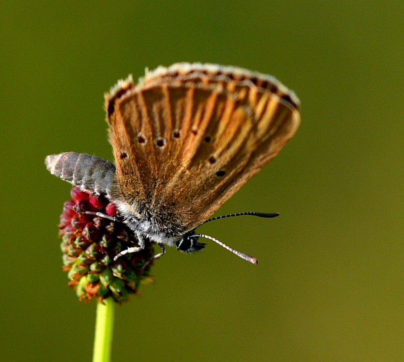 Motyl