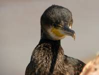 Kormoran druga odsłona