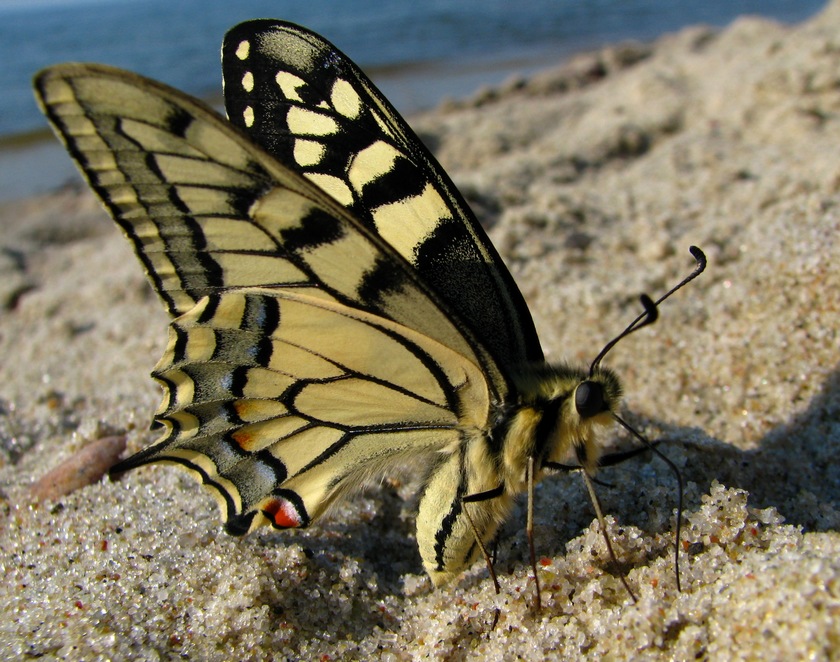 Motyl na nadmorskiej plaży