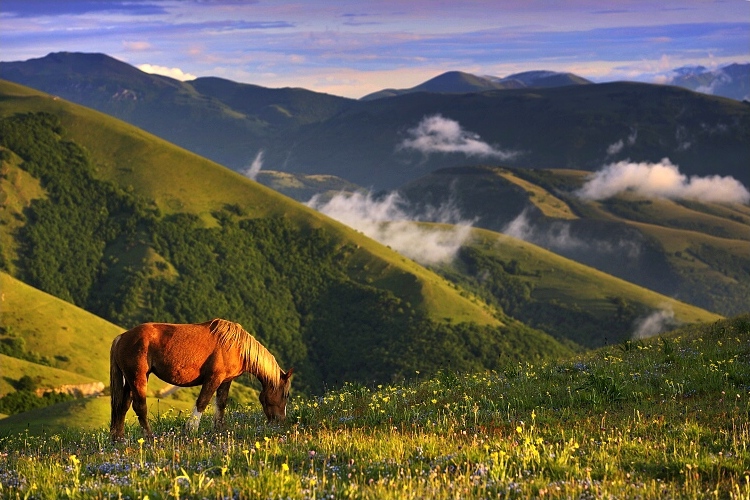 On a pasture