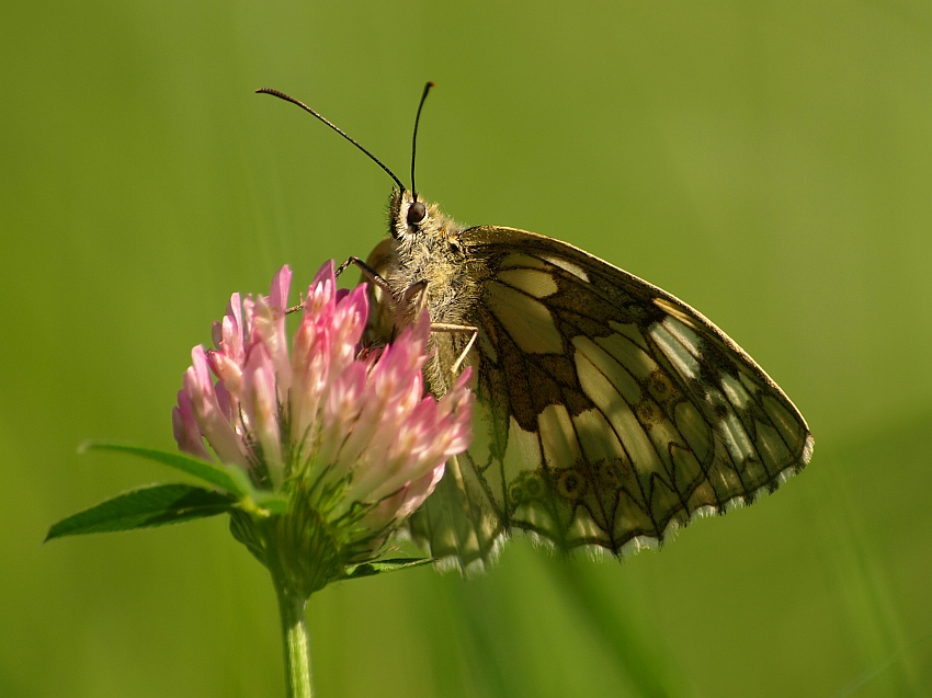 polowiec szachownica