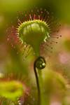 Rosiczka okrągłolistna  (Drosera rotundifolia)