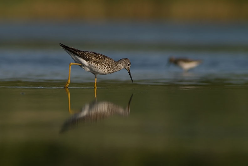 Yellowlegs