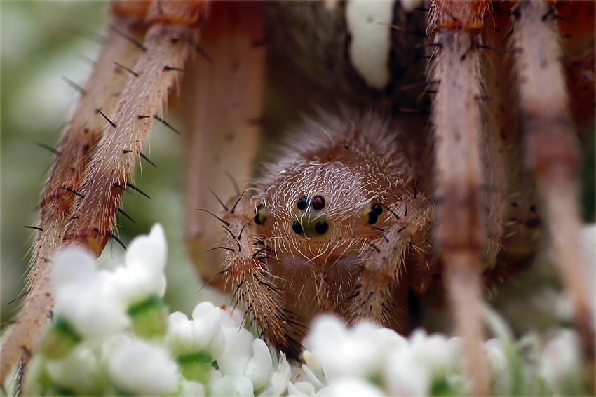 Krzyżak ogrodowy [Araneus diadematus]