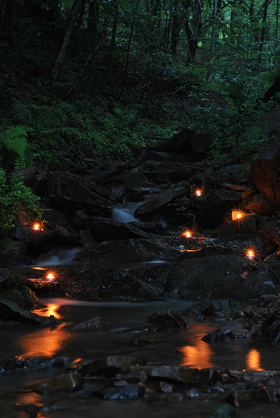 Bieszczady, okolice Krywego. Lipiec 2010