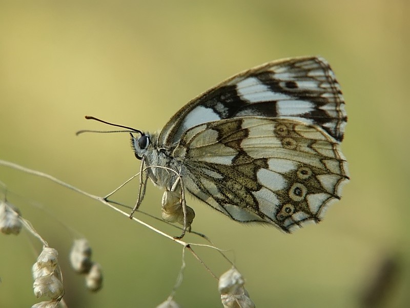 polowiec szachownica