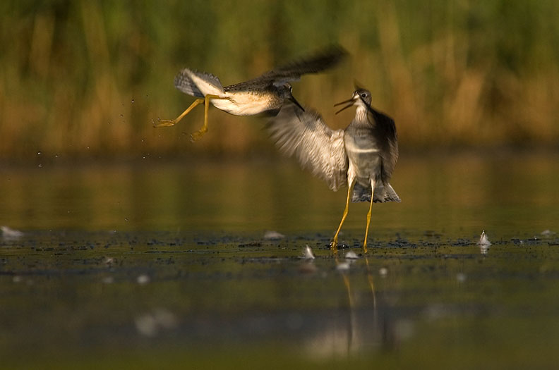 Yellowlegs