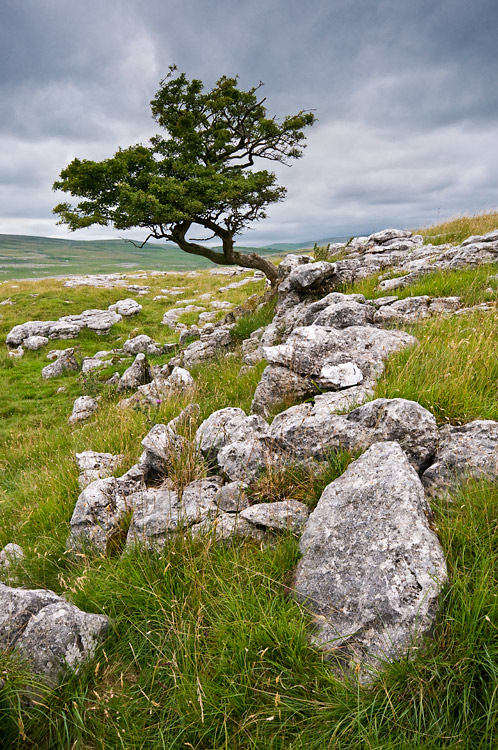 Lone Tree, Yorkshire Dales