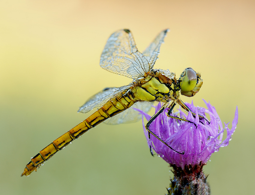 Szablak krwisty Sympetrum sanguineum