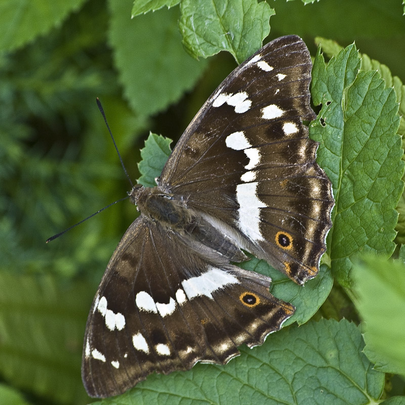 Motyl