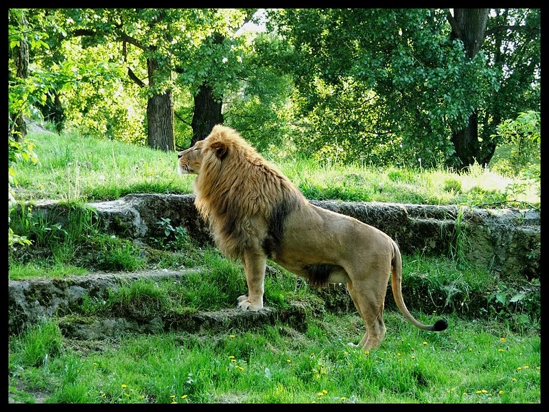 King of ZOO