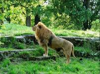 King of ZOO