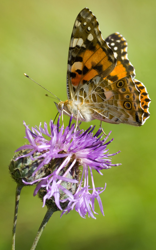 motyl