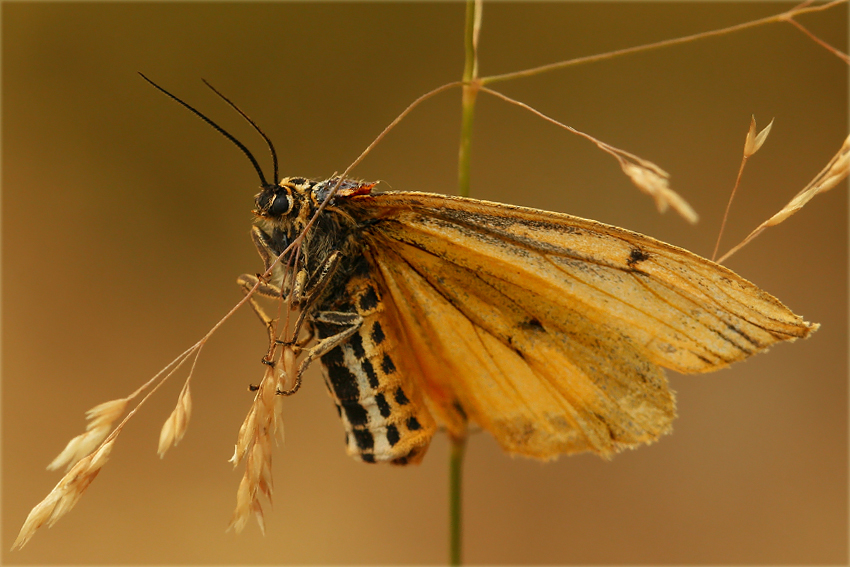 Pstrokówka kreskówka [Coscinia striata]