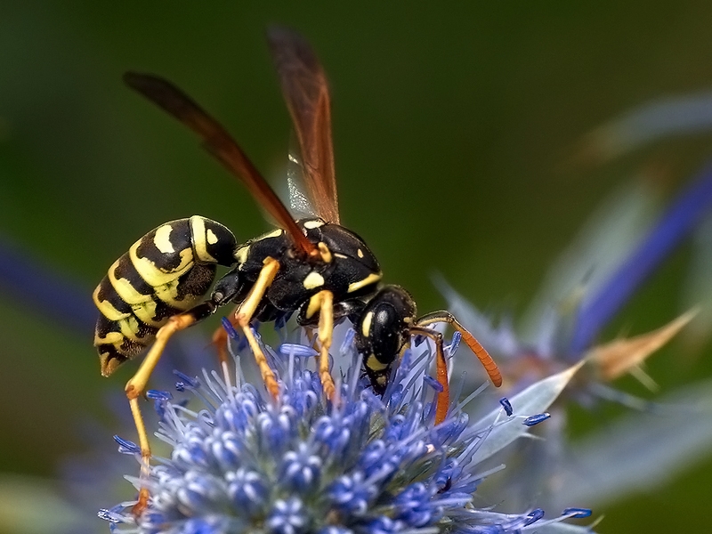 Klecanka rdzaworożna (Polistes gallicus)