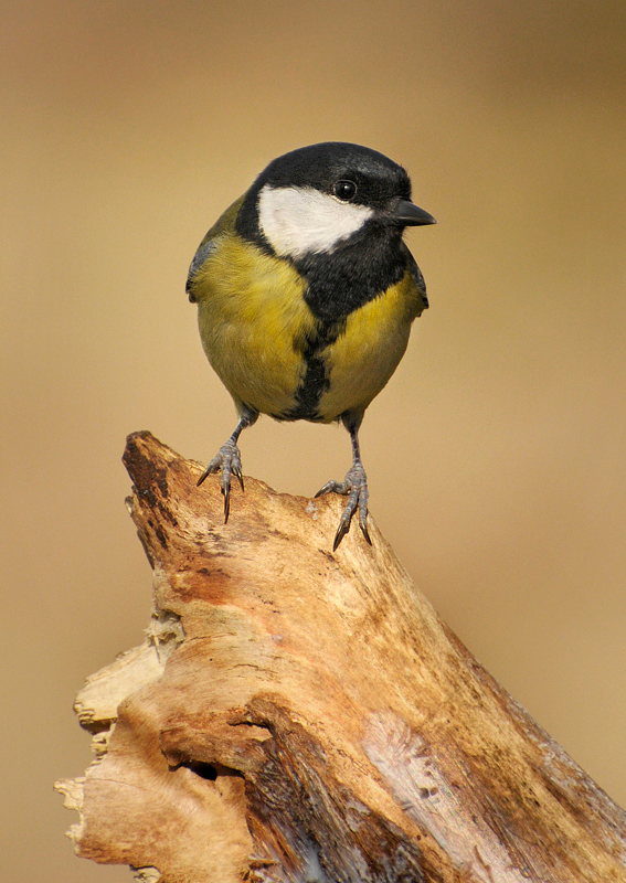 Bogatka (Parus major)