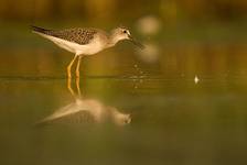 Yellowlegs