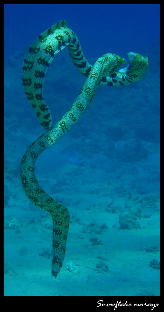 Snowflake morays