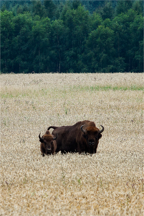 Buszujące w zbożu...