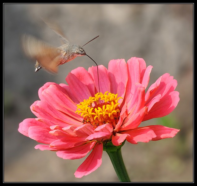 Fruczak gołąbek - Macroglossum stellatarum