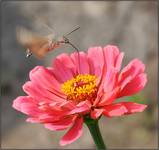 Fruczak gołąbek - Macroglossum stellatarum